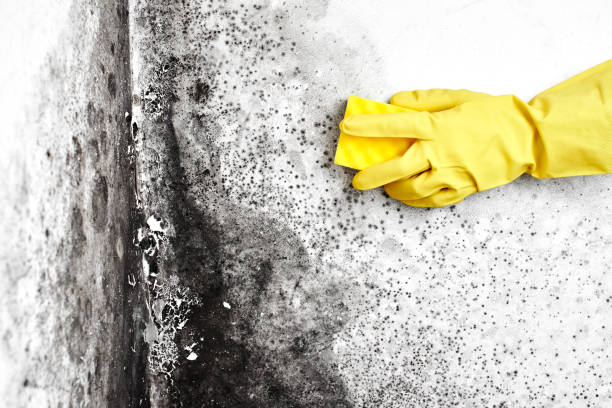 Best Best Mold Removal Companies  in Bridgeport, TX