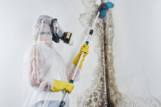 Best Crawl Space Mold Removal  in Bridgeport, TX