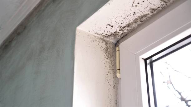 Best Same-Day Mold Removal  in Bridgeport, TX