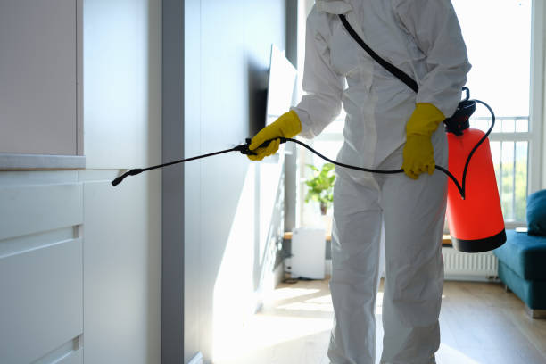 Mold Testing and Removal in Bridgeport, TX