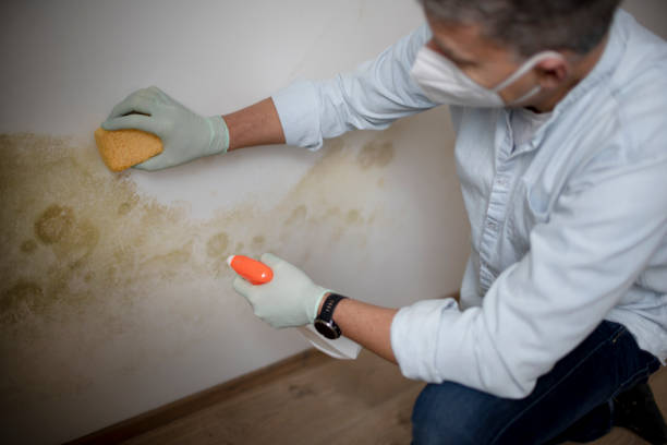 Best Toxic Mold Removal  in Bridgeport, TX