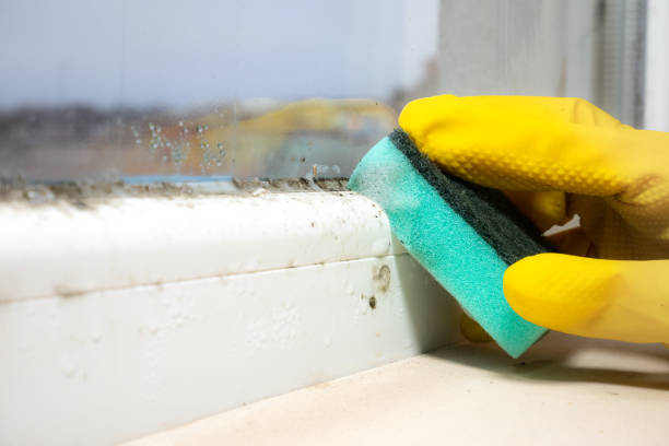 Best Mold Removal Process  in Bridgeport, TX