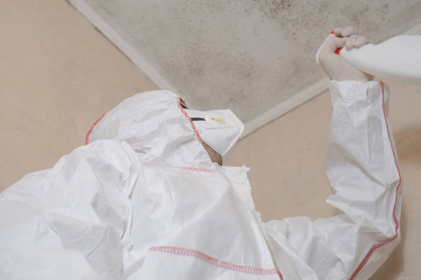 Best Mold Damage Repair  in Bridgeport, TX