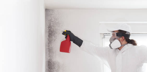 Best Mold Remediation  in Bridgeport, TX