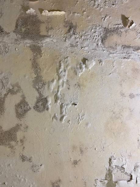 Best Mold Removal and Inspection  in Bridgeport, TX