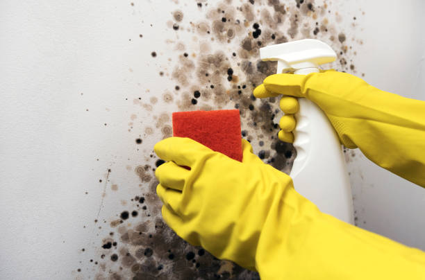 Best Local Mold Removal Service  in Bridgeport, TX