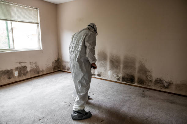 Best Mold Remediation  in Bridgeport, TX