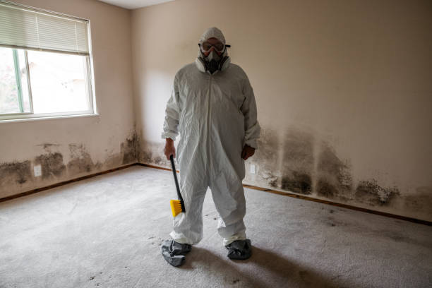 Mold Removal Process in Bridgeport, TX