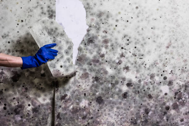Office Mold Removal Services in Bridgeport, TX