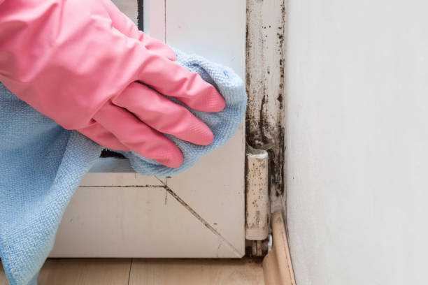 Best Home Mold Removal  in Bridgeport, TX