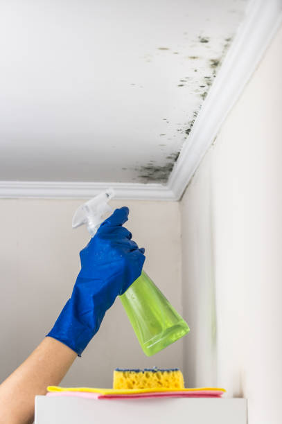 Best Affordable Mold Removal  in Bridgeport, TX